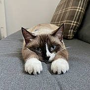 Stormy is registered to the contest to win money with this photo: animal, blue_eyes, cat, close_up, couch, cute, domestic_animal, feline, fur, gray_fabric, household, indoor, lying_down, mammal, paw, pet, plaid_pillow, relaxed, resting, whiskers