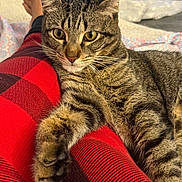 Beto joined the competition — help win amazing prizes! bed, blanket, cat, closeup, comfort, cozy, domestic_animal, foot, fur, human_leg, indoor, legs, paw, pet, red_checkered_pants, relaxed, resting, tabby, whiskers, yellow_eyes