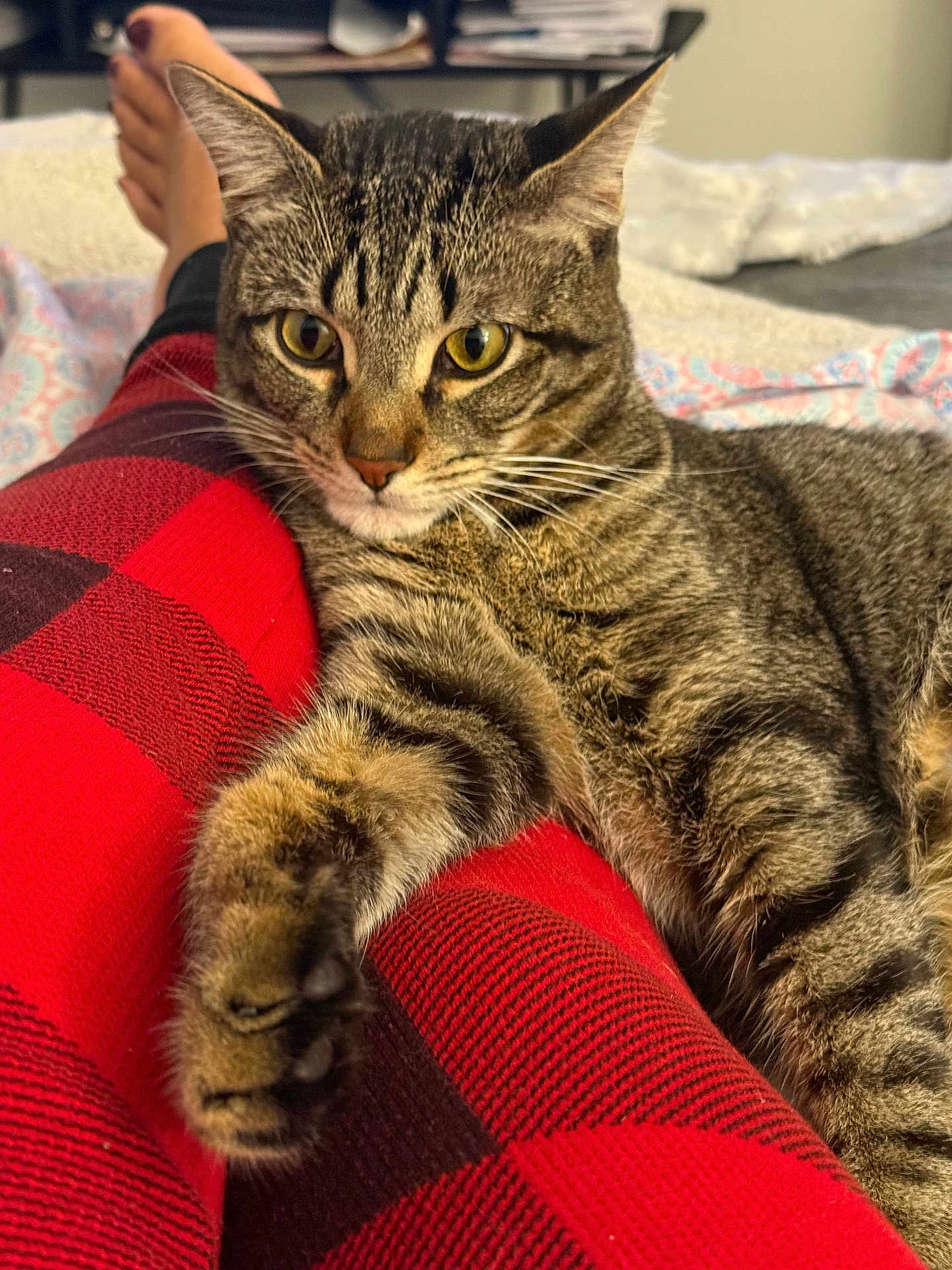 Beto joined the competition — help win amazing prizes! bed, blanket, cat, closeup, comfort, cozy, domestic_animal, foot, fur, human_leg, indoor, legs, paw, pet, red_checkered_pants, relaxed, resting, tabby, whiskers, yellow_eyes