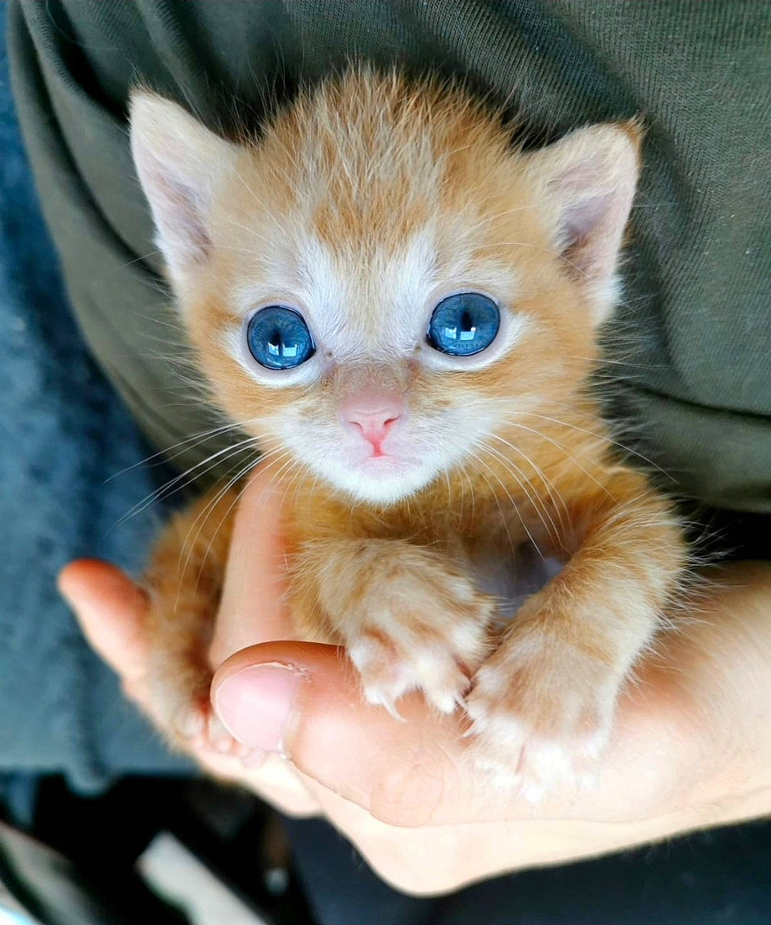 Ryuk participe au concours pour gagner de l'argent avec cette photo : carnivore, cat, claw, domestic_short_haired_cat, ear, eye, fawn, felidae, foot, fur, gesture, head, iris, nail, paw, sitting, small_to_medium_sized_cats, snout, tail, whiskers