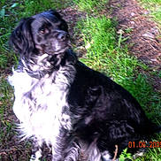 Tarzan participe au concours pour gagner de l'argent avec cette photo : animal, black_and_white, canine, companion, daylight, dirt, dog, friendly, fur, grass, ground, looking_away, mammal, nature, outdoor, pet, portrait, side_view, sitting, sunlight