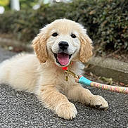 Avanah participe au concours pour gagner de l'argent avec cette photo : dog, puppy, golden_retriever, leash, collar, outdoor, happy, tongue_out, fur, pet, animal, smiling, cute, canine, walk, nature, pavement, background_blur, young, playful