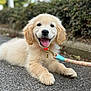 dog, puppy, golden_retriever, leash, collar, outdoor, happy, tongue_out, fur, pet, animal, smiling, cute, canine, walk, nature, pavement, background_blur, young, playful