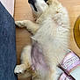 animal, canine, cozy, cute, dog, domestic_animal, floor, fur, golden_retriever, indoors, nasa_logo, paw, pet, pink_slides, puppy, relaxed, resting, sleeping, soft, wooden_floor