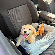 Avanah participe au concours pour gagner de l'argent avec cette photo : animal, car_seat, comfort, companion, cozy, cute, dog, furry, golden_retriever, happy, indoor, pet, pet_bed, plush_toy, puppy, seatbelt, smiling, sunlight, travel, vehicle