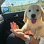 Avanah a rejoint le concours — aidez-le/la à gagner de superbes lots ! animal, car_interior, cute, dog, domestic_animal, fur, golden_retriever, hand, happy, lap, paw, person, pet, playing, puppy, sunlight, tattoo, tongue_out, watching, window