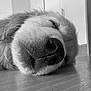 Avanah a rejoint le concours — aidez-le/la à gagner de superbes lots ! animal, black_and_white, calm, canine, close_up, dog, domestic, floor, fur, indoor, muzzle, nose, pet, portrait, quiet, relaxation, resting, sleeping, texture, whiskers