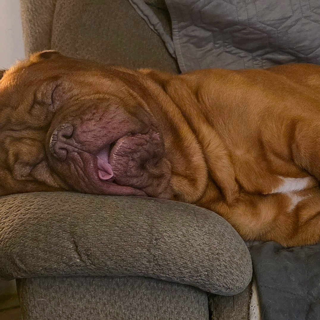 Chance is registered to the contest to win money with this photo: armrest, brown_dog, canine, closeup, companion, couch, cozy, cute, dog, domestic_animal, furniture, home, indoor, napping, pet, relaxed, resting, sleeping, tongue_out, wrinkly_face