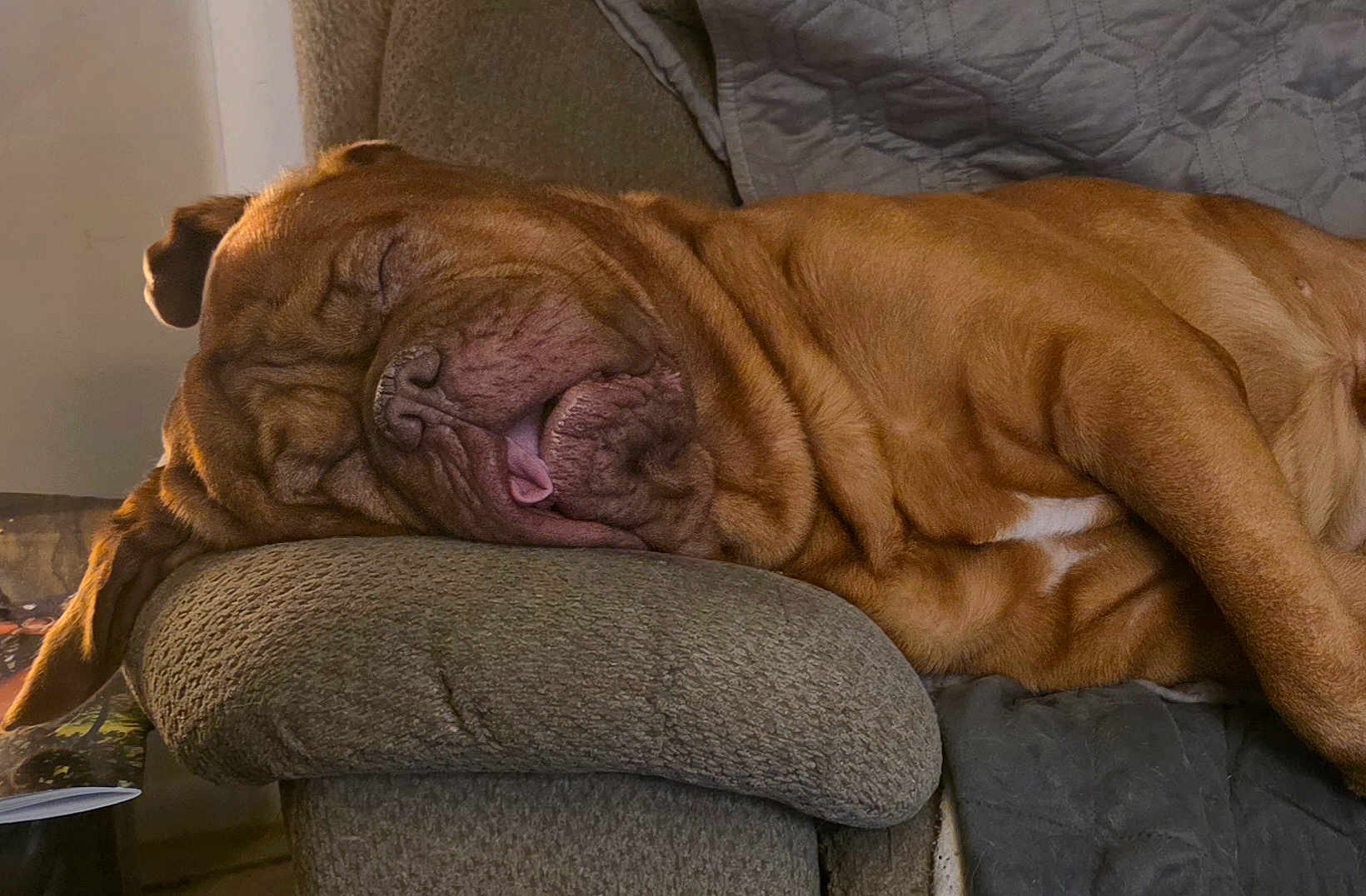 Chance is registered to the contest to win money with this photo: dog, sleeping, brown_dog, tongue_out, wrinkly_face, armrest, couch, indoor, relaxed, pet, canine, cozy, resting, furniture, home, closeup, napping, companion, domestic_animal, cute