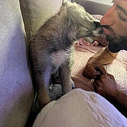 Simba participe au concours pour gagner de l'argent avec cette photo : puppy, dog, person, couch, indoor, blanket, kiss, face, fur, pet, human, affection, cozy, relaxation, close_up, interaction, love, animal, friendship, comfort
