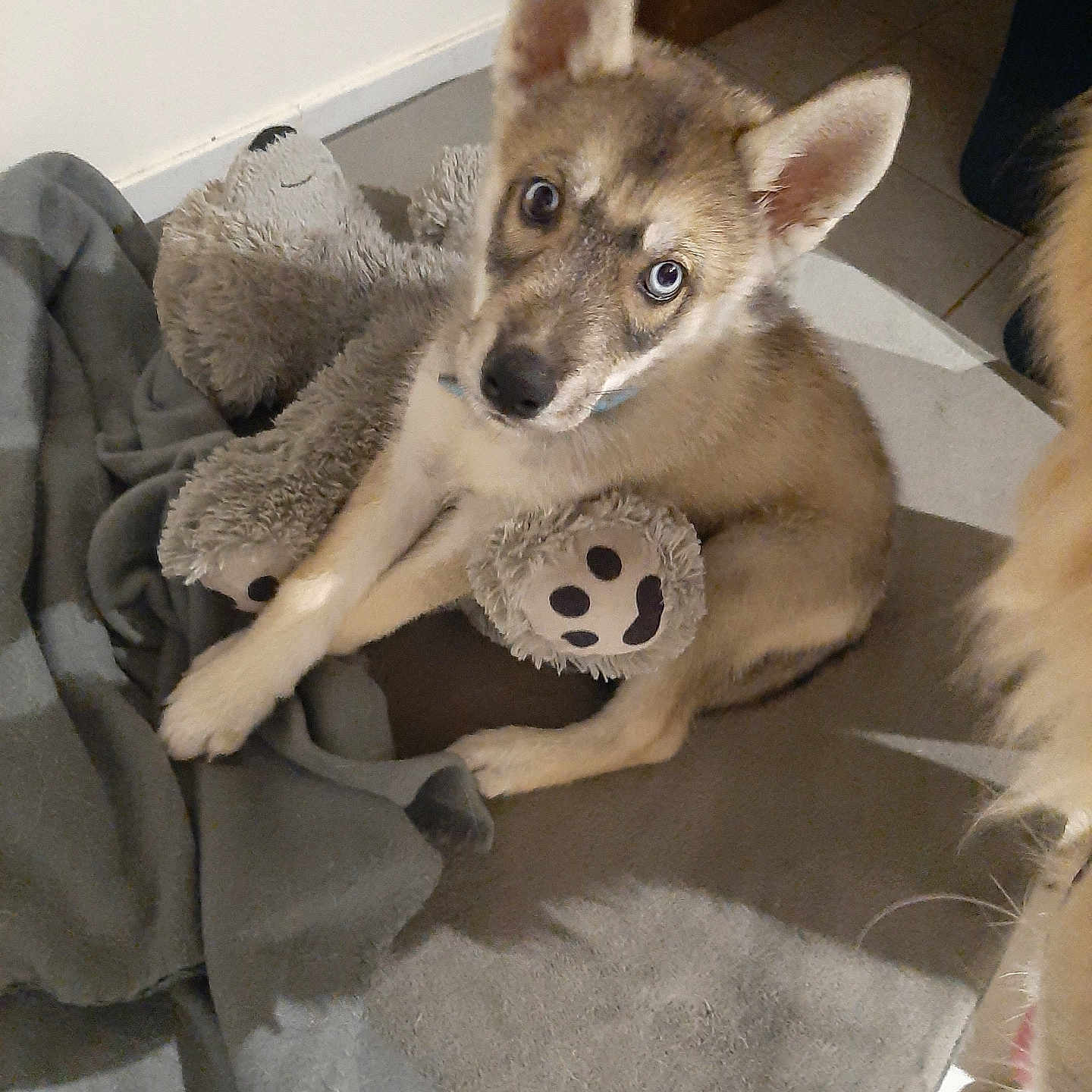 Simba participe au concours pour gagner de l'argent avec cette photo : animal, blanket, blue_eyes, cozy, cuddling, curious, cute, dog, ears, floor, fur, husky, indoor, paw_print, pet, puppy, stuffed_toy, teddy_bear, tile_floor, young