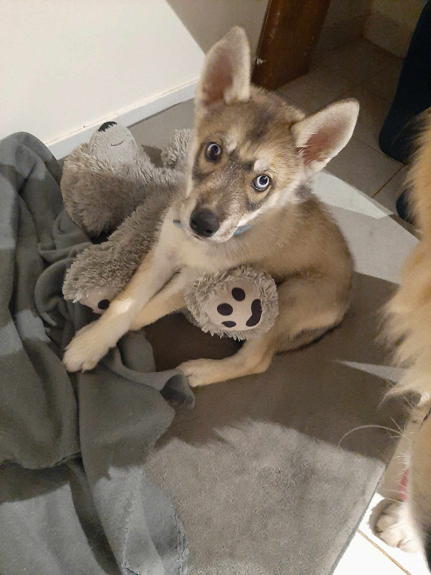 Simba participe au concours pour gagner de l'argent avec cette photo : puppy, dog, husky, blue_eyes, stuffed_toy, teddy_bear, blanket, indoor, floor, tile_floor, curious, pet, fur, ears, paw_print, animal, cuddling, cute, young, cozy