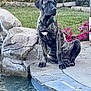 dog, brindle, pool, stone, grass, flowers, outdoor, pet, canine, garden, nature, water, backyard, sitting, collar, chain, side_view, calm, animal, daytime