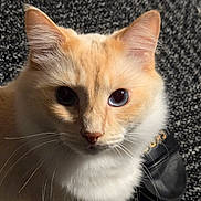 Dandelion joined the competition — help win amazing prizes! animal, blue_eyes, carpet, cat, close_up, cream_colored, cute, domestic_cat, ears, feline, floor, fur, indoor, light_shadow, looking_at_camera, pet, portrait, shoe, texture, whiskers