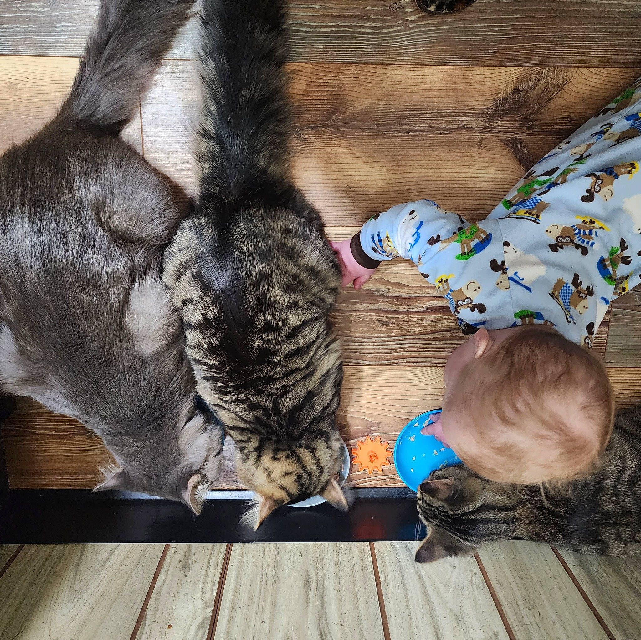 Caleb joined the competition — help win amazing prizes! carnivore, cat, comfort, domestic_short_haired_cat, fawn, felidae, flooring, foot, fur, hardwood, human_leg, mammal, person, small_to_medium_sized_cats, tail, textile, toddler, vertebrate, whiskers, wood