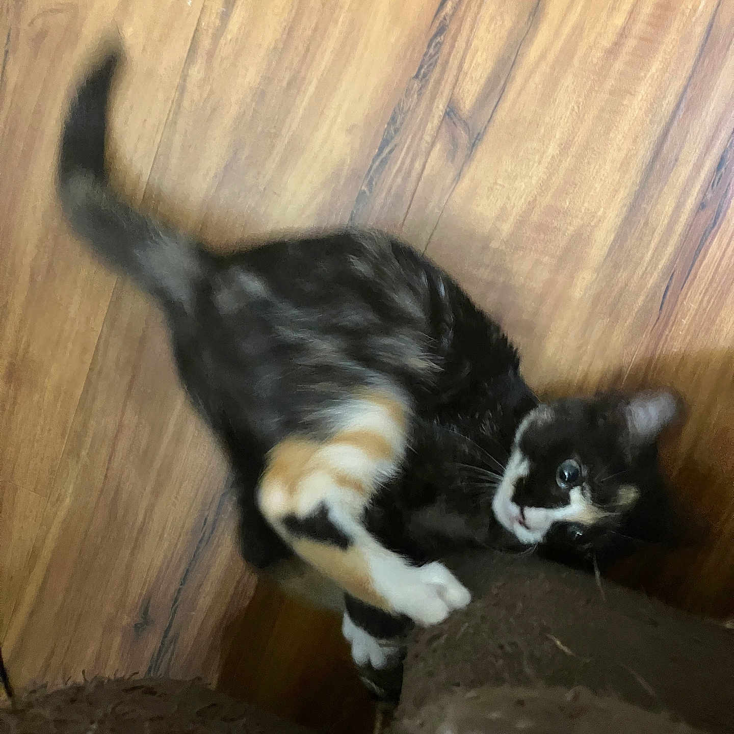 Shawty is registered to the contest to win money with this photo: animal, black_fur, carpeted_post, cat, climbing, curious, cute, fur, indoor, kitten, motion_blur, orange_fur, paws, pet, playing, tail, whiskers, white_fur, wooden_floor, young