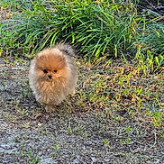 Teddy is registered to the contest to win money with this photo: dog, pomeranian, small_dog, fluffy, pet, outdoor, grass, ground, greenery, yard, cute, fur, portrait, walking, brown, tiny, eyes, muzzle, sunlight, nature