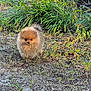dog, pomeranian, small_dog, fluffy, pet, outdoor, grass, ground, greenery, yard, cute, fur, portrait, walking, brown, tiny, eyes, muzzle, sunlight, nature