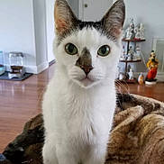 Poot joined the competition — help win amazing prizes! animal, black_markings, blanket, cat, close_up, cozy, curious, decor, ears, feline, floor, furniture, green_eyes, home, indoor, pet, portrait, sitting, whiskers, white_cat