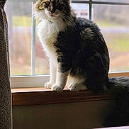 Philly is registered to the contest to win money with this photo: cat, windowsill, curious, fluffy, indoor, natural_light, blurred_background, pet, feline, majestic, sitting, white_paws, long_fur, window, calm, domestic_animal, portrait, soft_light, house, cozy