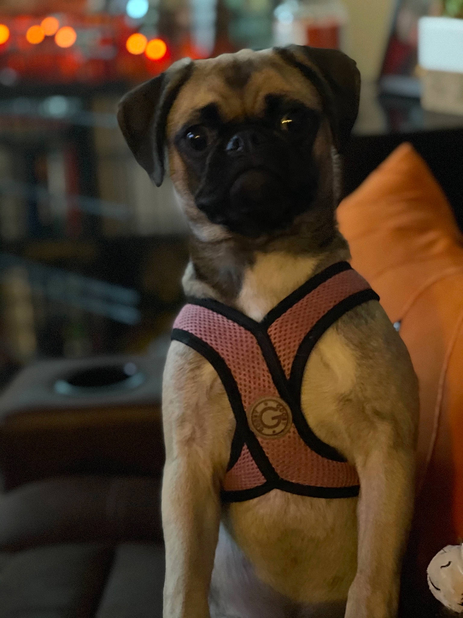 Sophie joined the competition — help win amazing prizes! canidae, carnivore, chest, companion_dog, dog, dog_breed, dog_supply, fawn, fur, non_sporting_group, paw, pug, snout, sporting_group, toy_dog, working_animal