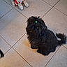 dog, black_dog, pet, indoor, tile_floor, stuffed_toy, toy, animal, fur, small_dog, cute, companion, looking_up, green_hair_tie, playful, domestic, floor_tiles, home, curious, sitting