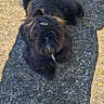 dog, black_dog, shadow, concrete, outdoor, sunlight, hair_clip, pet, curious, fur, animal, sidewalk, texture, person_shadow, daylight, companion, animal_portrait, looking_up, cute, small_dog