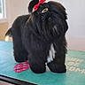 accessory, adorable, animal, black_dog, bow, curious, cute, dog, domestic_animal, fluffy, fur, groomed, hair_clip, head_tilt, indoor, pet, small_dog, standing, table, white_patch