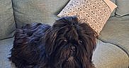 Angy participe au concours pour gagner de l'argent avec cette photo : dog, black_dog, fluffy, couch, pillow, curtains, indoor, pet, fur, seated, living_room, home, cozy, relaxed, animal, companion, cute, domestic, mammal, looking