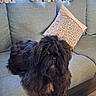 animal, black_dog, companion, couch, cozy, curtains, cute, dog, domestic, fluffy, fur, home, indoor, living_room, looking, mammal, pet, pillow, relaxed, seated