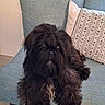 dog, black_dog, fluffy, shaggy_fur, couch, blue_couch, pillow, patterned_pillow, indoor, pet, animal, relaxed, seated, fur, home, living_room, companion, cute, domestic_animal, canine