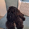 dog, black_dog, fluffy, pet, indoor, cushion, chair, pillow, pattern, fur, looking_up, home, relaxed, cozy, curious, animal, companion, cute, seated, domestic