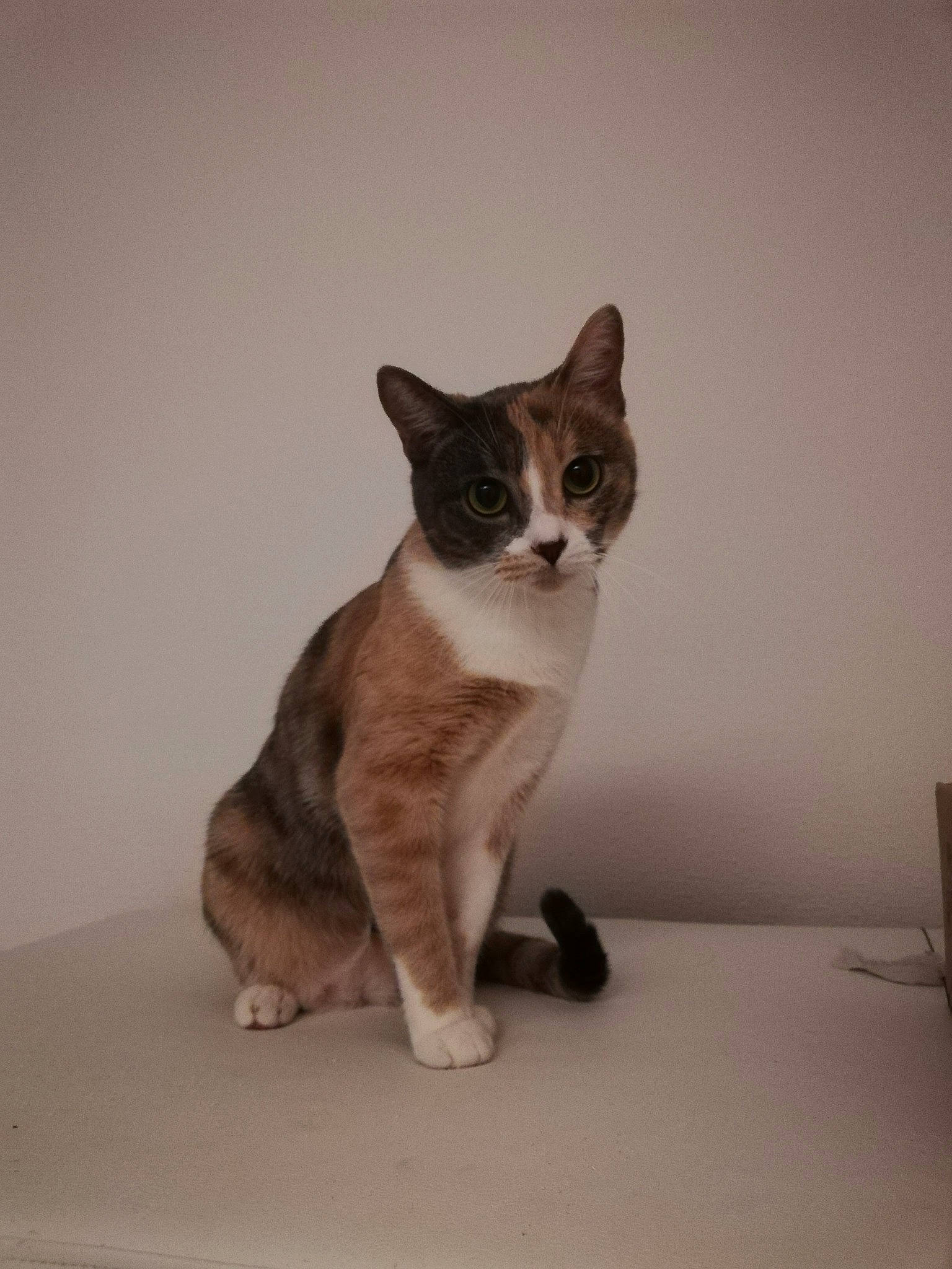 Nala a rejoint le concours — aidez-le/la à gagner de superbes lots ! carnivore, cat, domestic_short_haired_cat, fawn, felidae, flooring, fur, grey, paw, sitting, small_to_medium_sized_cats, tail, whiskers, wood