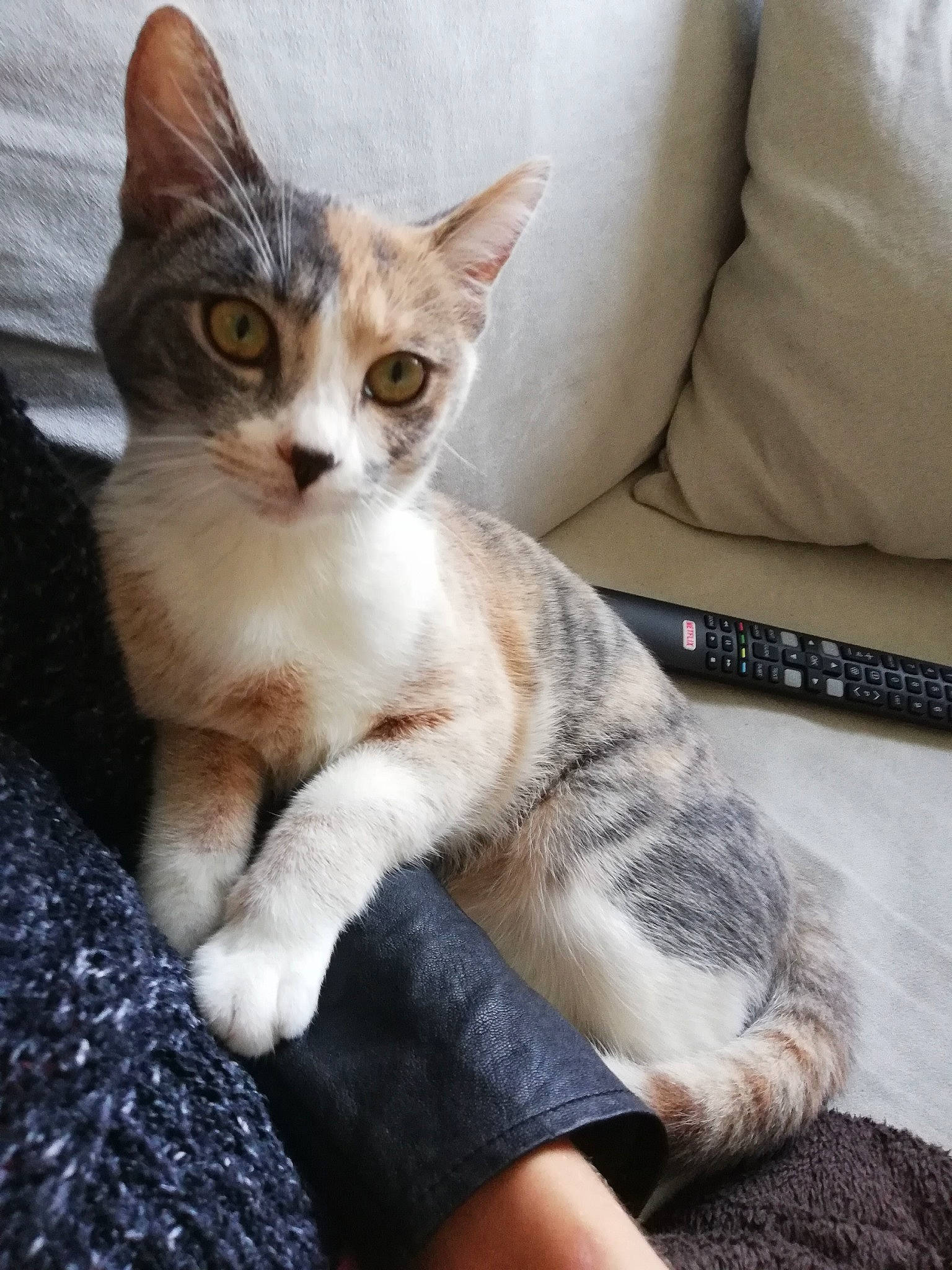 Nala participe au concours pour gagner de l'argent avec cette photo : carnivore, cat, claw, comfort, couch, domestic_short_haired_cat, fawn, felidae, foot, fur, nail, paw, sitting, small_to_medium_sized_cats, snout, tail, whiskers