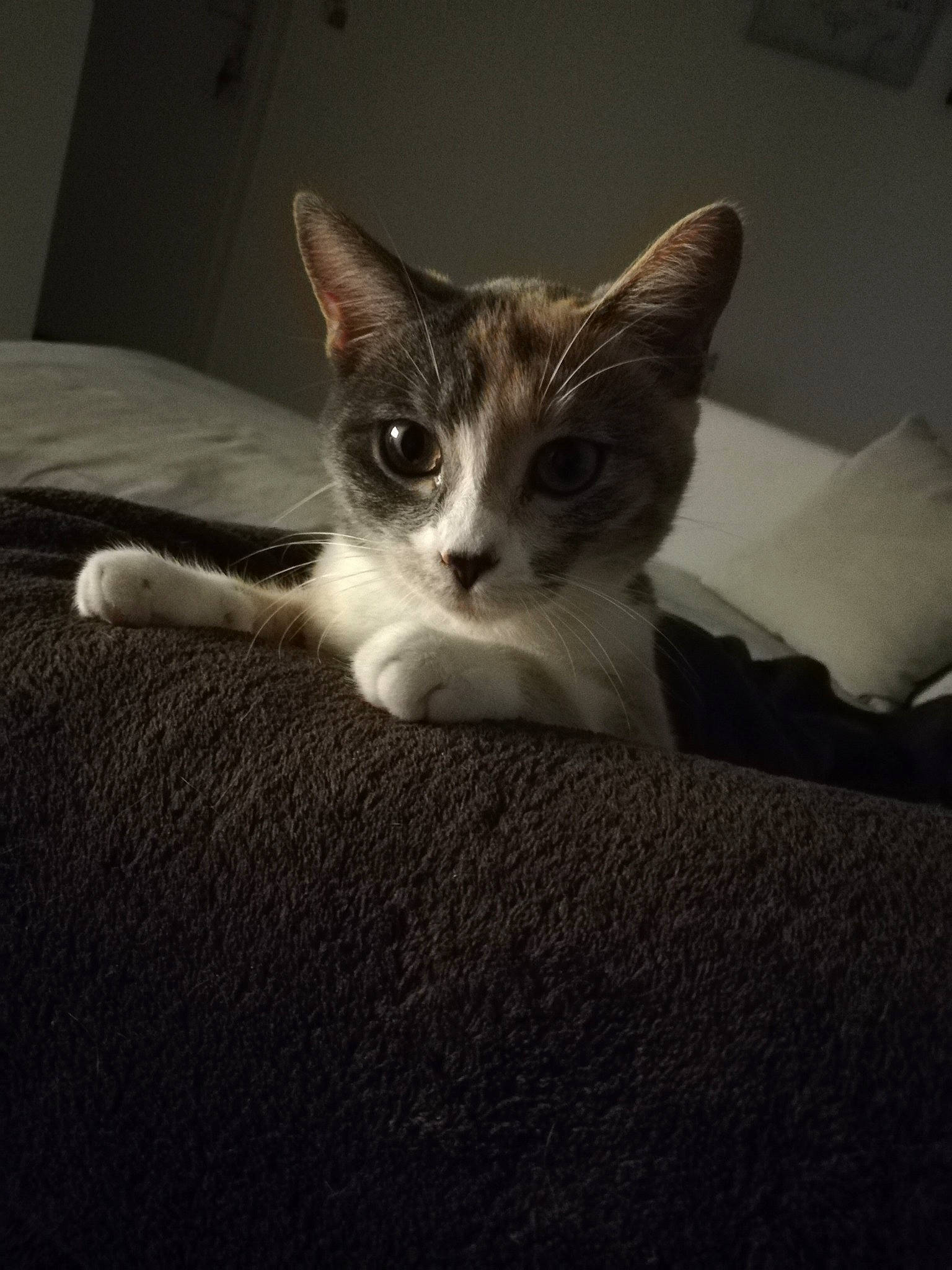 Nala a rejoint le concours — aidez-le/la à gagner de superbes lots ! bed, carnivore, cat, claw, comfort, couch, darkness, domestic_short_haired_cat, eye, felidae, fur, iris, monochrome_photography, paw, sitting, small_to_medium_sized_cats, snout, tail, whiskers, wood