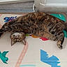 cat, tabby, stretching, upside_down, play_mat, colorful, bird_illustration, indoor, floor, relaxed, feline, whiskers, paws, fur, animal, cute, pet, resting, patterned, soft