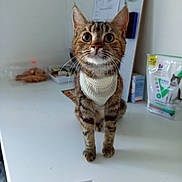 Rouxy a rejoint le concours — aidez-le/la à gagner de superbes lots ! cat, tabby, white_chest, curious, wide_eyes, indoor, countertop, kitchen, food_packet, bulletin_board, paper, pet, animal, whiskers, ears, fur, domestic_cat, table, curiosity, looking_up