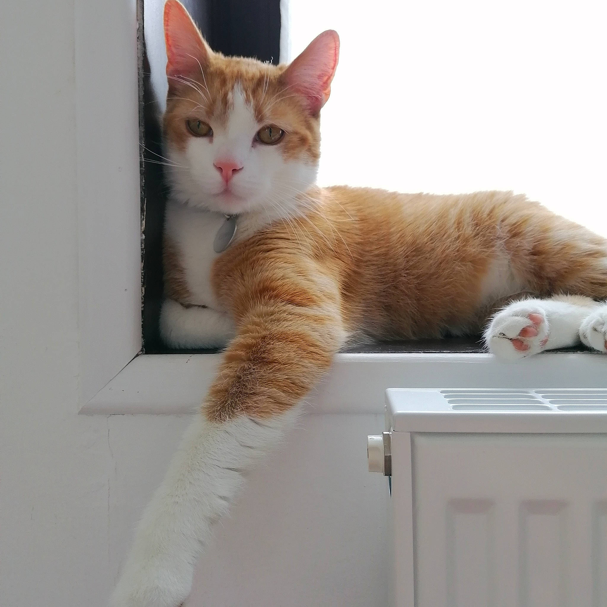 Kirua a rejoint le concours — aidez-le/la à gagner de superbes lots ! carnivore, cat, claw, comfort, domestic_short_haired_cat, fawn, felidae, fur, paw, sitting, small_to_medium_sized_cats, snout, tail, vertebrate, whiskers, window, wood