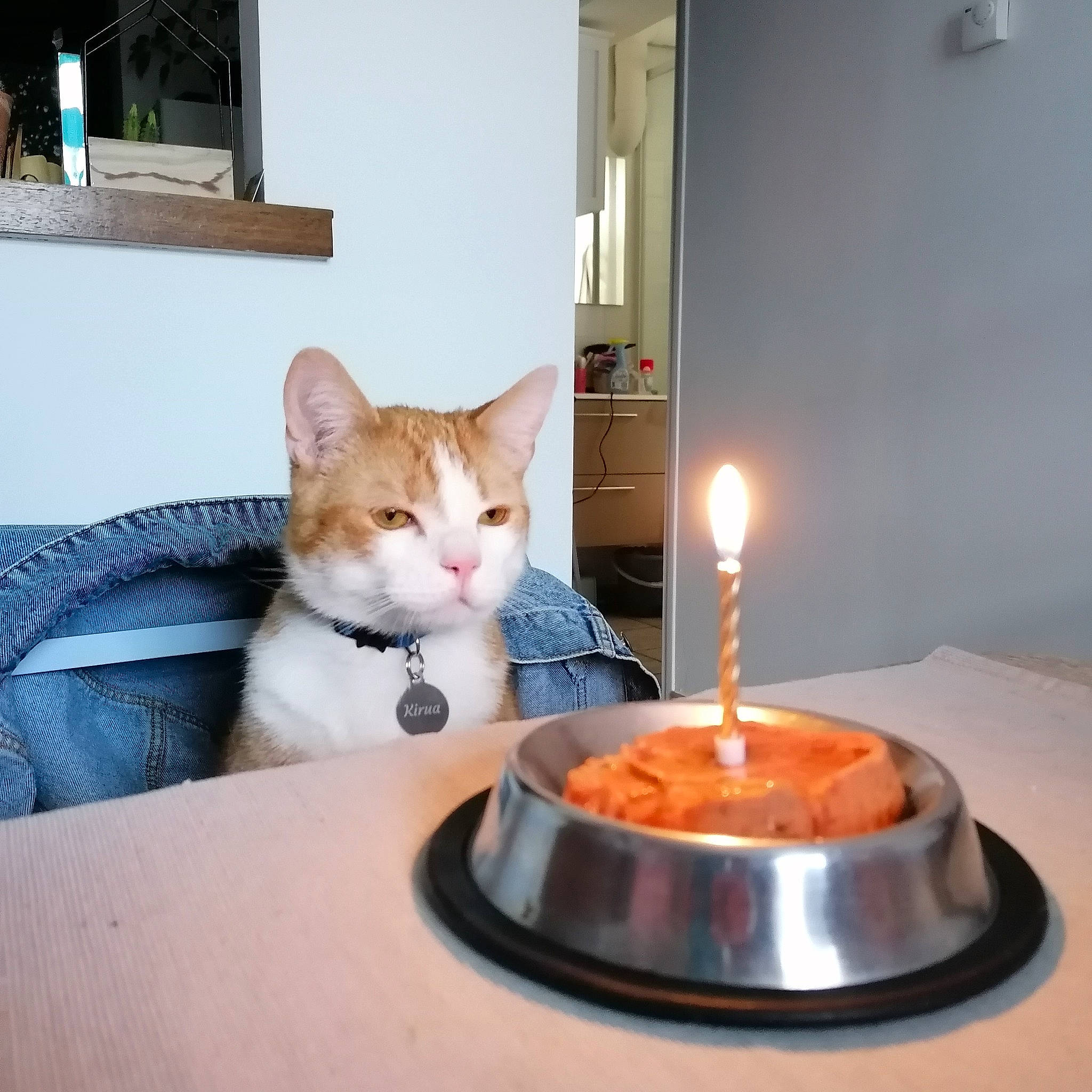 Kirua a rejoint le concours — aidez-le/la à gagner de superbes lots ! birthday_cake, birthday_candle, candle, carnivore, cat, comfort, couch, domestic_short_haired_cat, felidae, gas, picture_frame, plate, serveware, small_to_medium_sized_cats, table, tail, wax, whiskers, window, wood