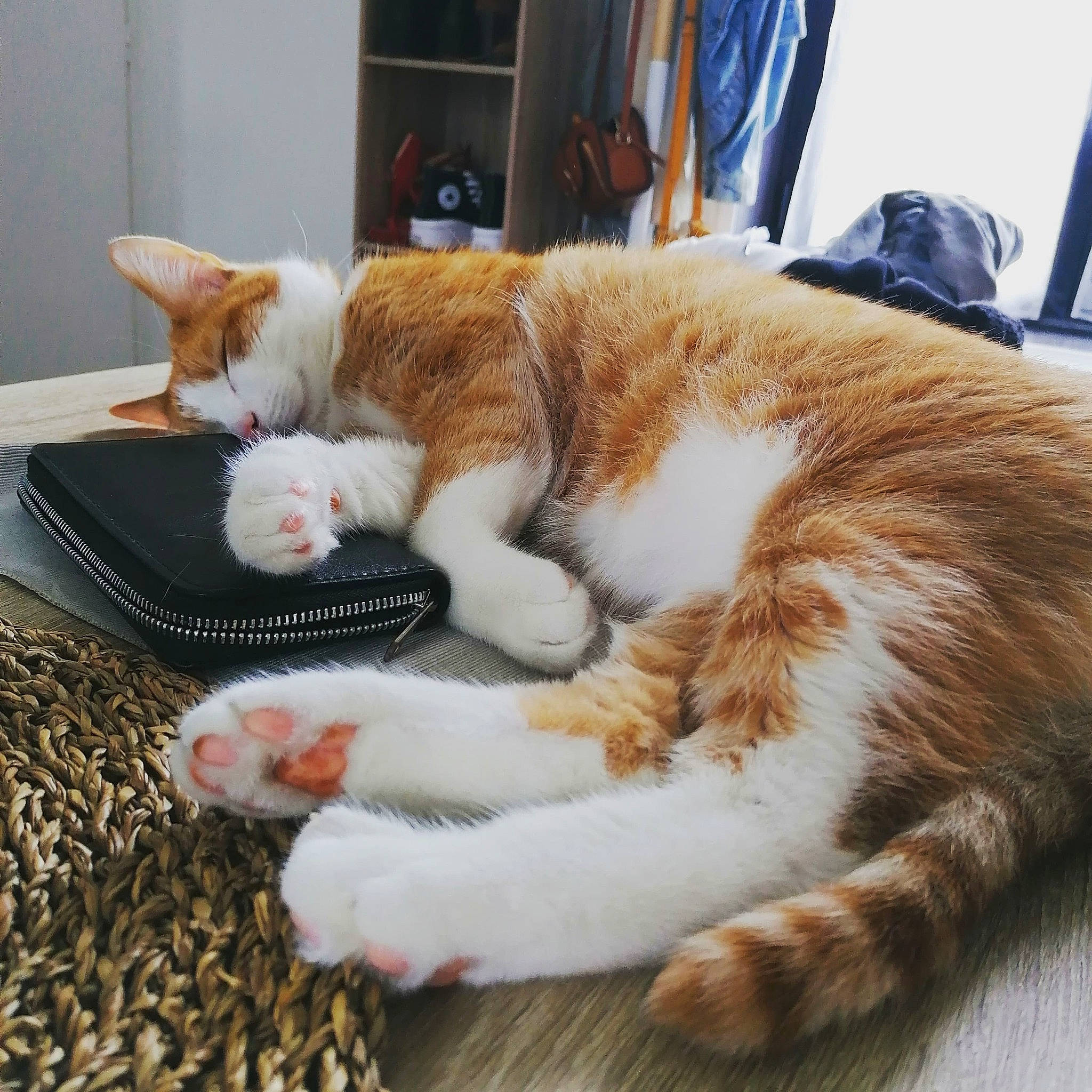 Kirua a rejoint le concours — aidez-le/la à gagner de superbes lots ! carnivore, cat, claw, comfort, domestic_short_haired_cat, fawn, felidae, foot, fur, lap, nap, paw, plastic_bag, sleep, small_to_medium_sized_cats, snout, tail, thread, whiskers, wool