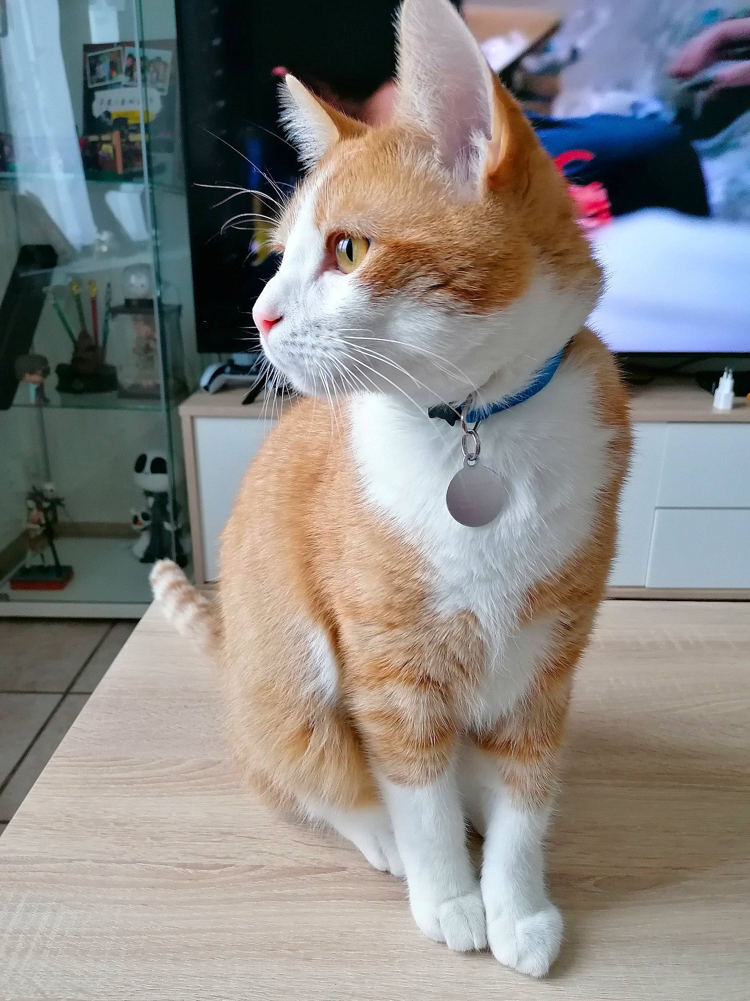 Kirua participe au concours pour gagner de l'argent avec cette photo : carnivore, cat, claw, collar, domestic_short_haired_cat, fawn, felidae, flooring, fur, hardwood, human_leg, paw, peripheral, sitting, small_to_medium_sized_cats, snout, tail, terrestrial_animal, whiskers, wood