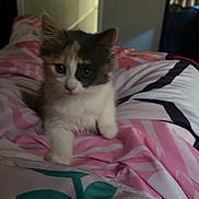 Milly is registered to the contest to win money with this photo: kitten, cat, animal, pet, bed, blanket, indoor, feline, cute, fur, young, mammal, whiskers, paws, resting, domestic, cozy, soft, curious, small