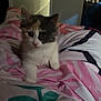 kitten, cat, animal, pet, bed, blanket, indoor, feline, cute, fur, young, mammal, whiskers, paws, resting, domestic, cozy, soft, curious, small