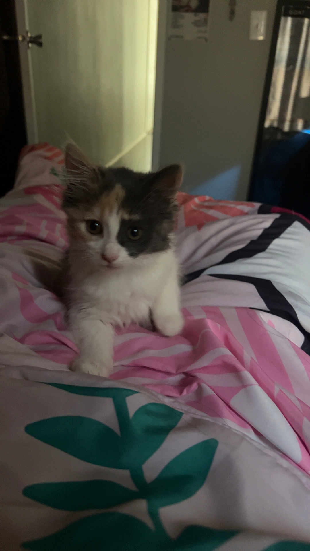 Milly