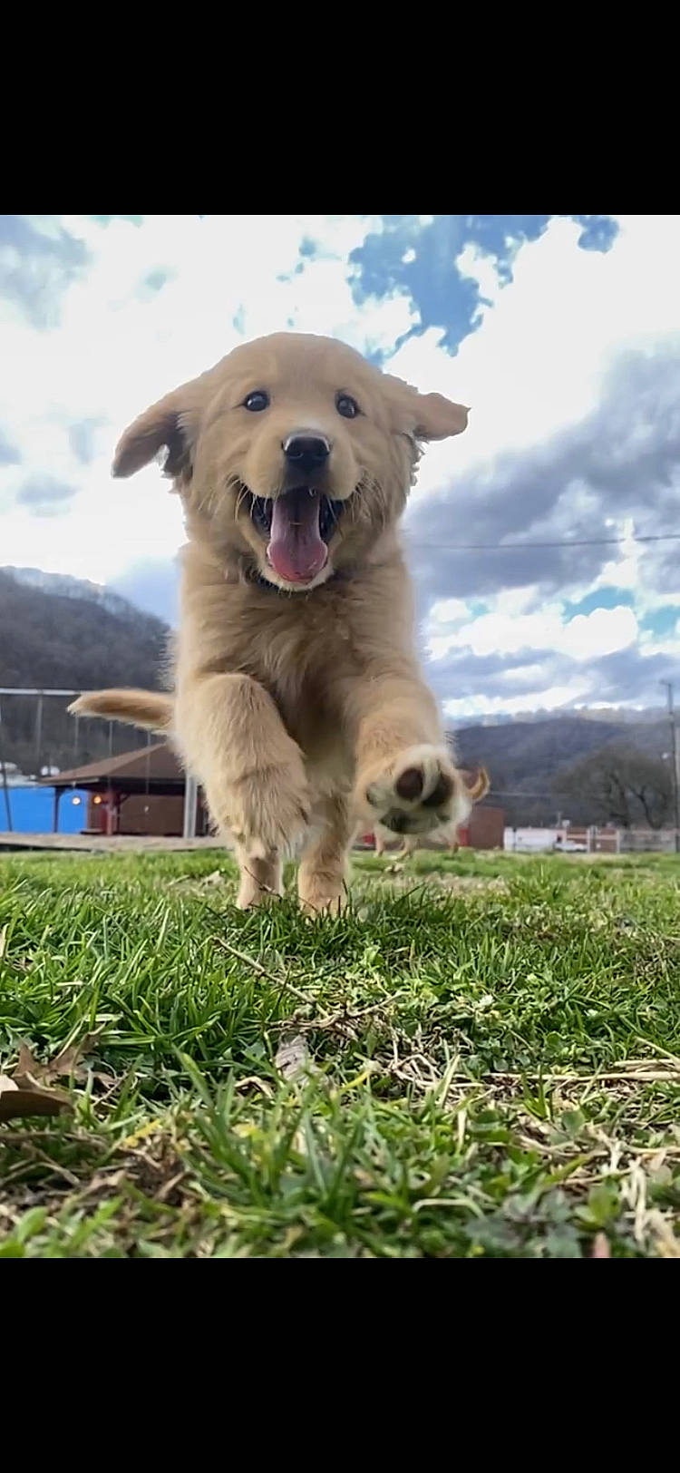 Molly joined the competition — help win amazing prizes! canidae, carnivore, cloud, companion_dog, cumulus, dog, dog_breed, fang, german_shepherd_dog, golden_retriever, grass, grassland, guard_dog, kintamani, labrador_retriever, plant, retriever, sky, sporting_group, working_dog