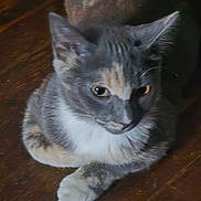 Meadow is registered to the contest to win money with this photo: cat, animal, pet, feline, fur, whiskers, ears, paws, resting, wood_floor, indoor, cute, domestic, mammal, closeup, soft_light, tabby, gray, white, relaxed