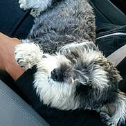 Bella joined the competition — help win amazing prizes! dog, pet, animal, fur, lap, car, seatbelt, relaxing, cozy, gray, white, curled_up, companion, indoor, hand, resting, cute, small_dog, comfort, transportation