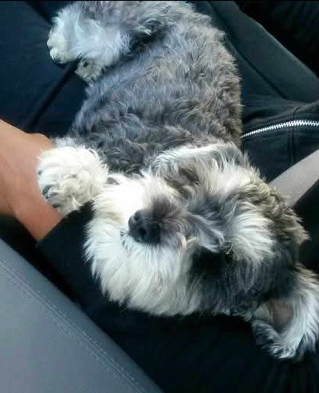 Bella joined the competition — help win amazing prizes! dog, pet, animal, fur, lap, car, seatbelt, relaxing, cozy, gray, white, curled_up, companion, indoor, hand, resting, cute, small_dog, comfort, transportation