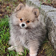 Mino participe au concours pour gagner de l'argent avec cette photo : animal, canine, cat, cheetah, cockerspaniel, coyote, dog, eskimodog, fox, grass, greyfox, kitfox, lesserpanda, papillon, pet, plant, puppy, redfox, snout, soil