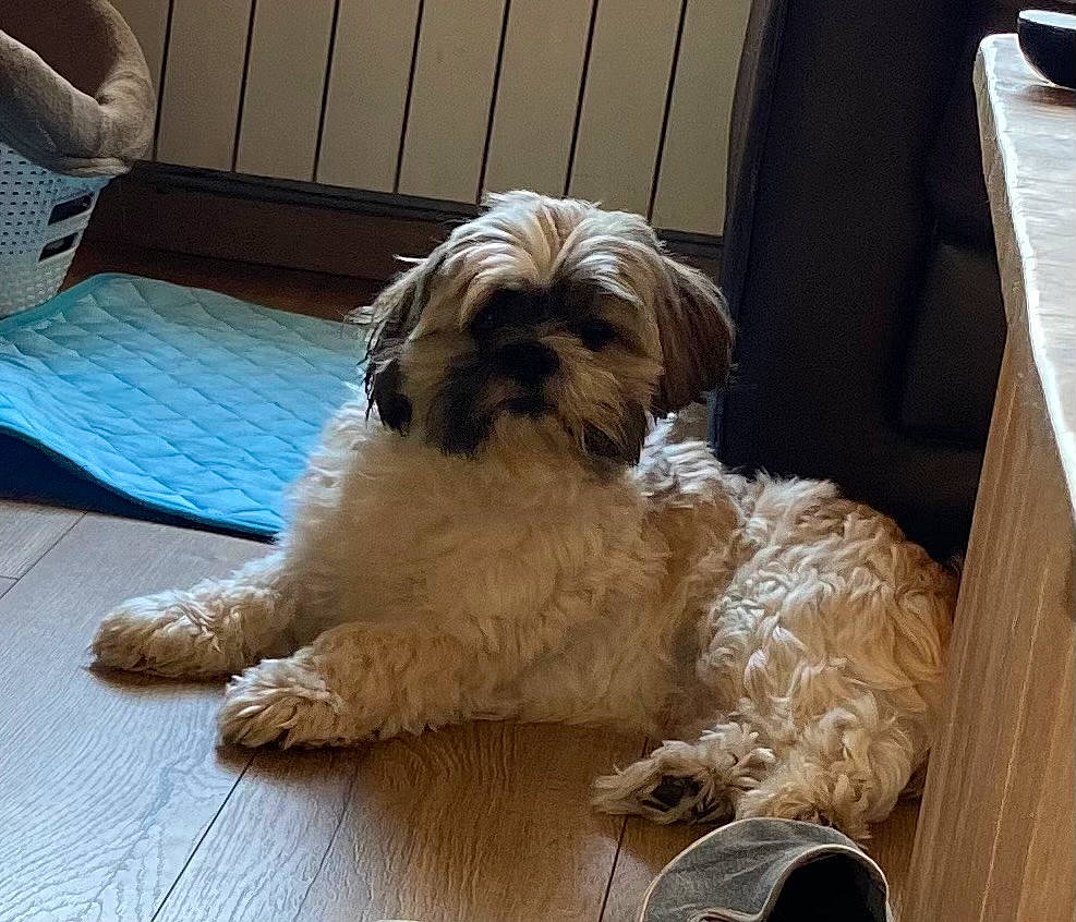 Tommie a rejoint le concours — aidez-le/la à gagner de superbes lots ! carnivore, chair, comfort, companion_dog, dog, dog_breed, flooring, fur, hardwood, liver, mal_shi, poodle_crossbreed, shih_poo, shih_tzu, small_terrier, terrestrial_animal, terrier, toy_dog, wood, working_animal